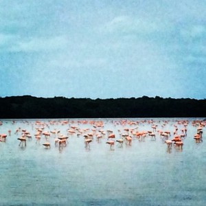 Today another dream came true: seeing a flock of flamingo's. At one point we saw 700 of them at one spot. Magical! #Merida #Celestun #flamingos #flamingo #flock #Mexico #SeeItToBelieveIt #travel #travelph #traveling #reismicrobe #reisblog #travelblog #travelblogger #traveltheworld #instago #travelgram #instatravel